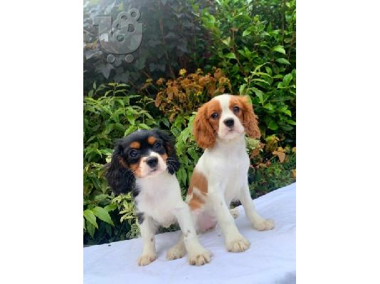 Κουτάβια Cavalier King Charles Spaniel για υιοθεσία